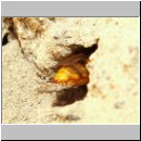 Philanthus triangulum - Bienenwolf 007.jpg